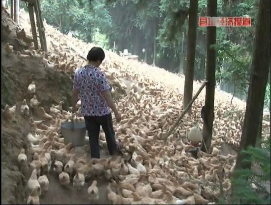 廣西岑溪：萬(wàn)畝松香飄。央視視頻截圖。